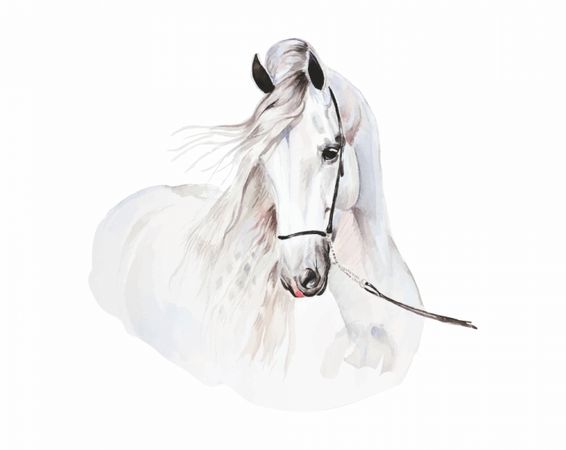 Nálepka na stenu, Biely kôň